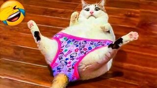 Funniest Animals Video - Best Cats???? and Dogs???? Videos of 2023 !