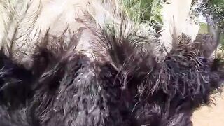This ostrich has the best mating game!
