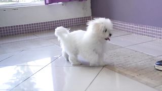 ALTESE PUPPY, FIRST GROOMING WITH SCISSOR ✂️❤️???? cuteness guaranteed!