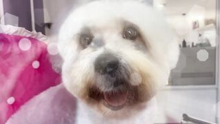 COTON DE TULEAR TURNED SWEET COTTON!
