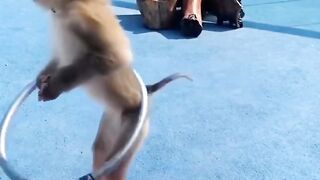 Intensive monkey training