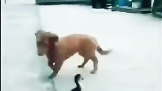 Funny video