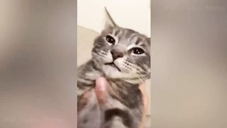 Funny Animal Videos 2023 ???? - Funniest Cats And Dogs Video ????????