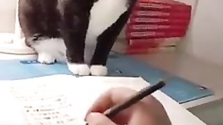 Прикол с котами ????????????