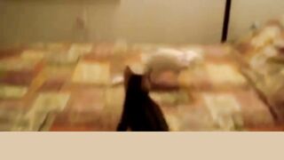 Funny animal videos