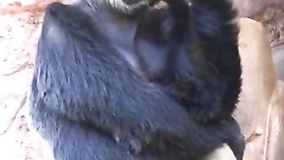 Прикол с обезьяны