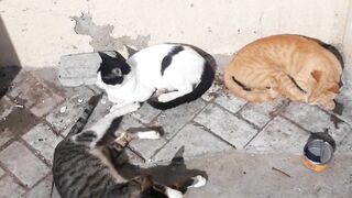 Three cats Enjoying Sun bath | Black cat video| White cat video| Brown cat video| cute cats