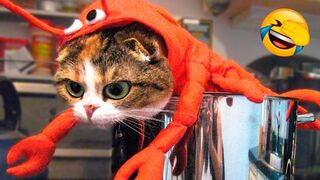 Funniest Animals Video - Best Cats???? and Dogs???? Videos of 2023