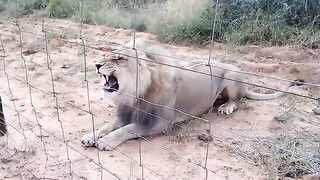 Lion Vedio