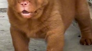Cute puppy