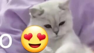 cute animals funny videos