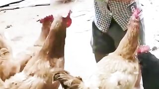 Boy and the chicken