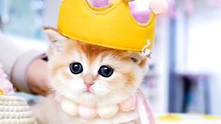 Super Cute Cat's Video