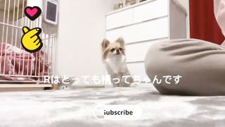 Funny dog puppies ???? video 2023 ???? dog Funny video