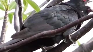 Singing Bird