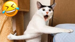 Funniest Animals Video - Best Cats???? and Dogs???? Videos of 2023 !