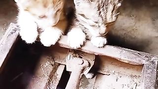 #cats #shorts