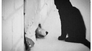 Cat and dog very nice video