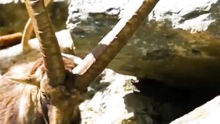 Deer ???????????????????? viral shorts video of Deer ????????