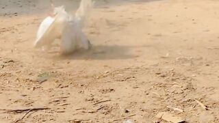 سلو موشن وڈوڈیو