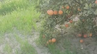 Natural beauty orange
