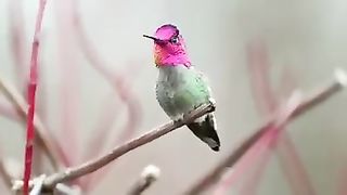 پرندے