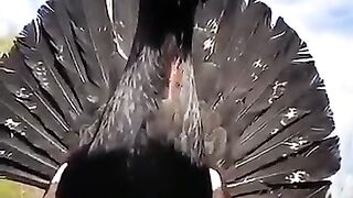 مور