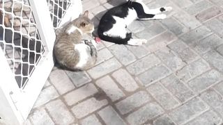 Cute Black cat Enjoying Sun Bath with Friend | Black cat | Cute cats video | Grey cat