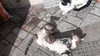 Cute Black cat Enjoying Sun Bath with Friend | Black cat | Cute cats video | Grey cat