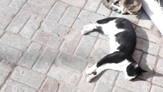 Cute Black cat Enjoying Sun Bath with Friend | Black cat | Cute cats video | Grey cat