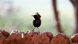 Birds lover