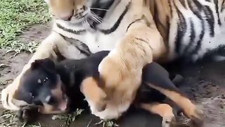 Tiger Play to Dog