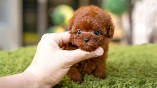 10 Dog Breeds That Have The Cutest Puppies
