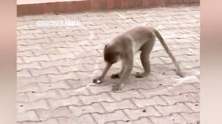 Funny Animals That Will Definitely Brighten Your Day????Funniest Animals 2023