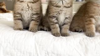 Saturday kittens dance wait for it.