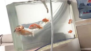 The kitten fell into the aquarium