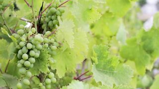 Grapes are sour