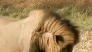 Cub Play to the Lion
