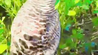 Irani teetar male voice | irani teetar | #iraniteetarkiawaz #teetar #t
