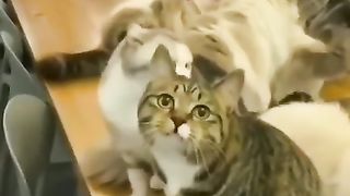 GATOS ENGRAÇADOS E FOFOS ⧸ FUNNY⧸ Funniest Animals