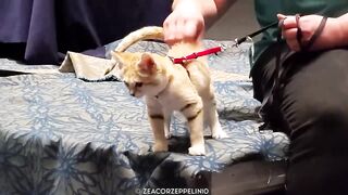 15 Cute Exotic Animals You Can Own as Pets