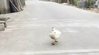 top model catwalk