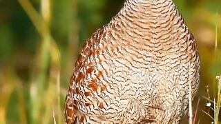 Amazing pair of Francolin ||teetar ka kamal ja joora ||#teetar