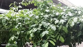 Relaxing with Nature Sounds winter Rain