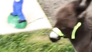 Funny Donkey Baby