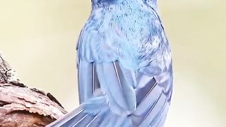 Beautiful bird's voices