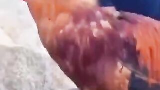 O CACHORRO  E SEU MELHOR AMIGO ⧸ CUTE⧸  FUNNY Funniest Animals