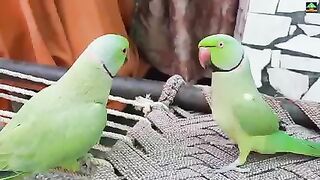how green parrot love their partner/green parrot