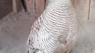 Irani teetar male voice | irani teetar | #iraniteetarkiawaz #teetar #teetarawaz