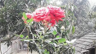 ফুলের ভিডিও